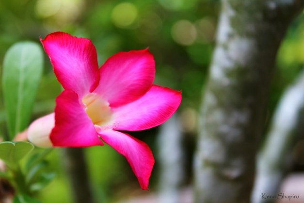 Copyright Kenn Shapiro, all rights reserved. May not be used, sold, or reproduced without written permission.