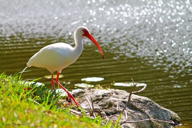 Copyright Kenn Shapiro, all rights reserved. May not be used, sold, or reproduced without written permission.