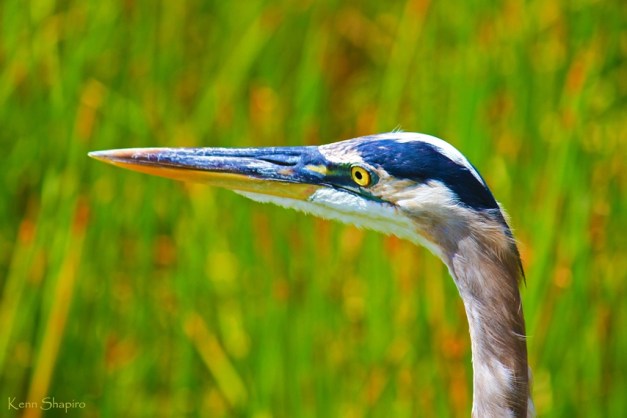 Copyright Kenn Shapiro, all rights reserved. May not be used, sold, or reproduced without written permission.