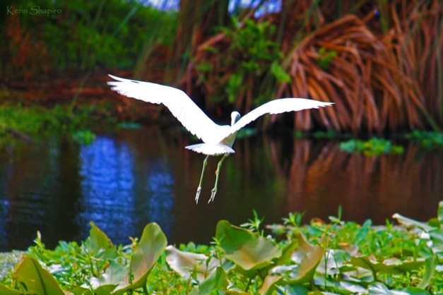 Copyright Kenn Shapiro, all rights reserved. May not be used, sold, or reproduced without written permission.