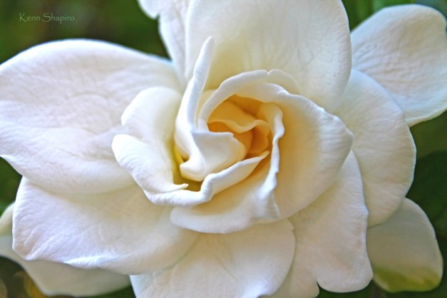 Copyright Kenn Shapiro, all rights reserved. May not be used, sold, or reproduced without written permission.