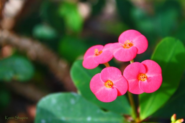 Copyright Kenn Shapiro, all rights reserved. May not be used, sold, or reproduced without written permission.