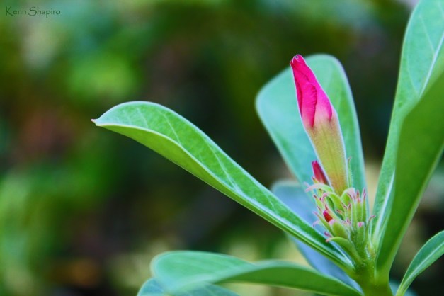 Copyright Kenn Shapiro, all rights reserved. May not be used, sold, or reproduced without written permission.