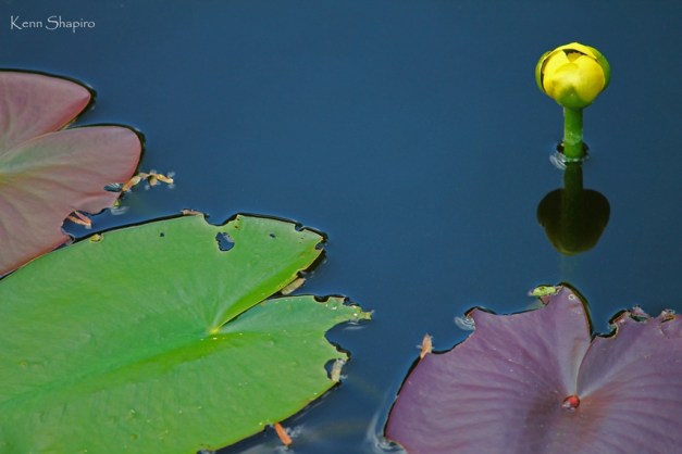 Copyright Kenn Shapiro, all rights reserved. May not be used, sold, or reproduced without written permission.