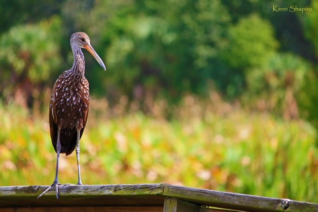 Copyright Kenn Shapiro, all rights reserved. May not be used, sold, or reproduced without written permission.