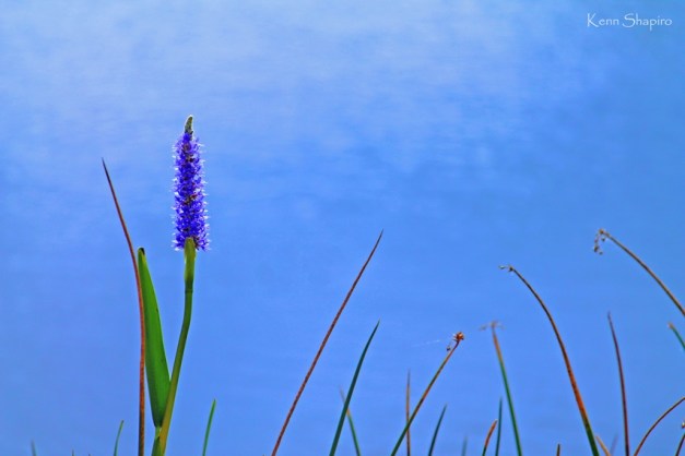 Copyright Kenn Shapiro, all rights reserved. May not be used, sold, or reproduced without written permission.