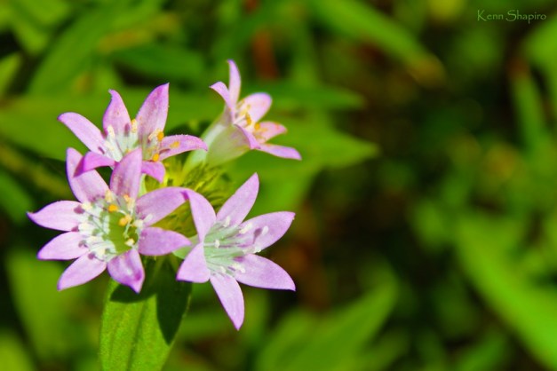 Copyright Kenn Shapiro, all rights reserved. May not be used, sold, or reproduced without written permission.