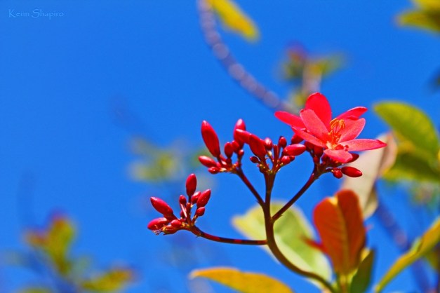 Copyright Kenn Shapiro, all rights reserved. May not be used, sold, or reproduced without written permission.