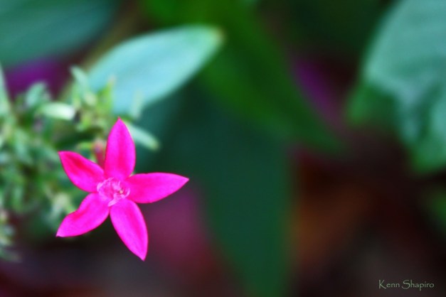 Copyright Kenn Shapiro, all rights reserved. May not be used, sold, or reproduced without written permission.