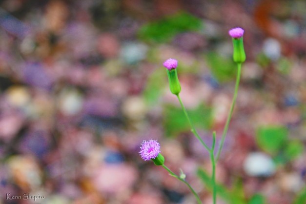 Copyright Kenn Shapiro, all rights reserved. May not be used, sold, or reproduced without written permission.