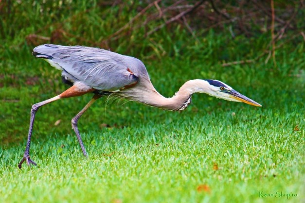 Copyright Kenn Shapiro, all rights reserved. May not be used, sold, or reproduced without written permission.