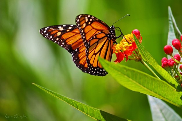 Copyright Kenn Shapiro, all rights reserved. May not be used, sold, or reproduced without written permission.