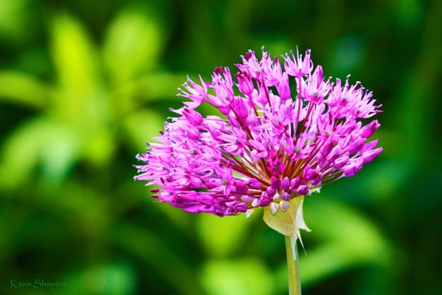 Copyright Kenn Shapiro, all rights reserved. May not be used, sold, or reproduced without written permission.