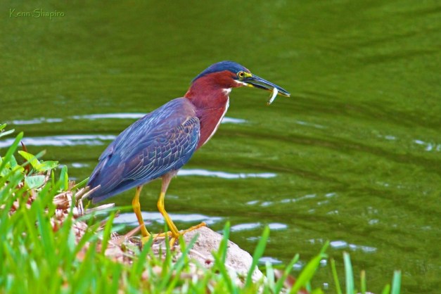 Copyright Kenn Shapiro, all rights reserved. May not be used, sold, or reproduced without written permission.