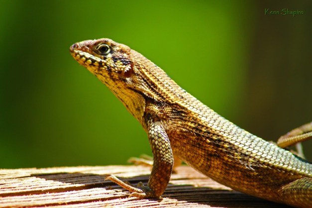 Copyright Kenn Shapiro, all rights reserved. May not be used, sold, or reproduced without written permission.