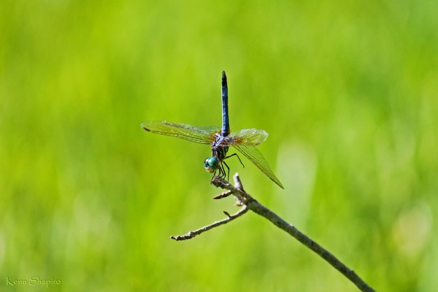 Copyright Kenn Shapiro, all rights reserved. May not be used, sold, or reproduced without written permission.