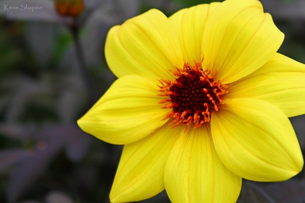 Copyright Kenn Shapiro, all rights reserved. May not be used, sold, or reproduced without written permission.