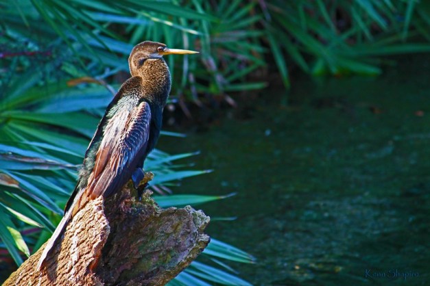 Copyright Kenn Shapiro, all rights reserved. May not be used, sold, or reproduced without written permission.