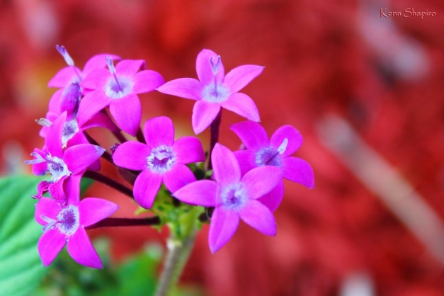 Copyright Kenn Shapiro, all rights reserved. May not be used, sold, or reproduced without written permission.