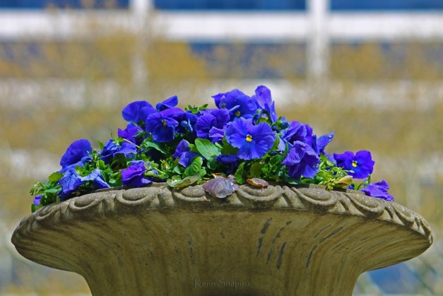 Copyright Kenn Shapiro, all rights reserved. May not be used, sold, or reproduced without written permission.