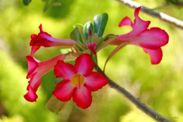 Copyright Kenn Shapiro, all rights reserved. May not be used, sold, or reproduced without written permission.