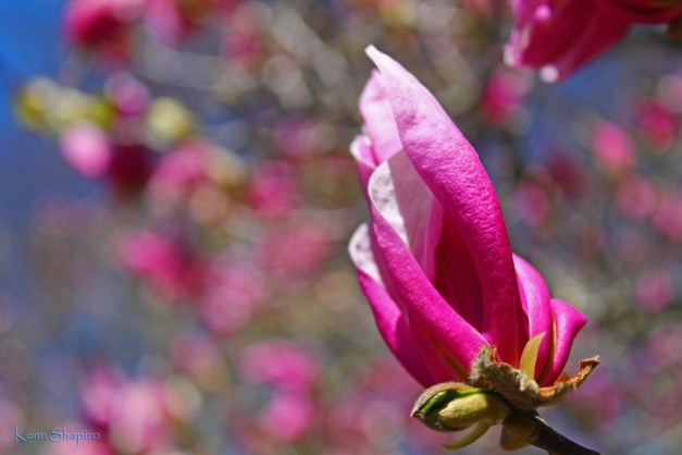 Copyright Kenn Shapiro, all rights reserved. May not be used, sold, or reproduced without written permission.